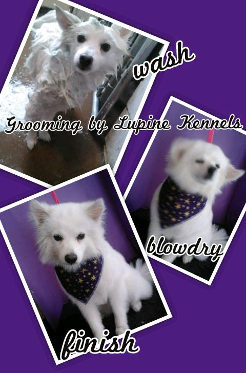 Pet Friendly Lupine Kennels Boarding and Grooming