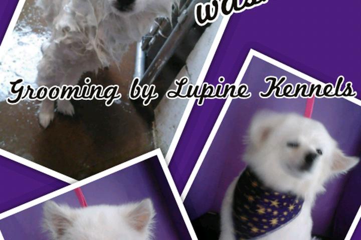 Pet Friendly Lupine Kennels Boarding and Grooming