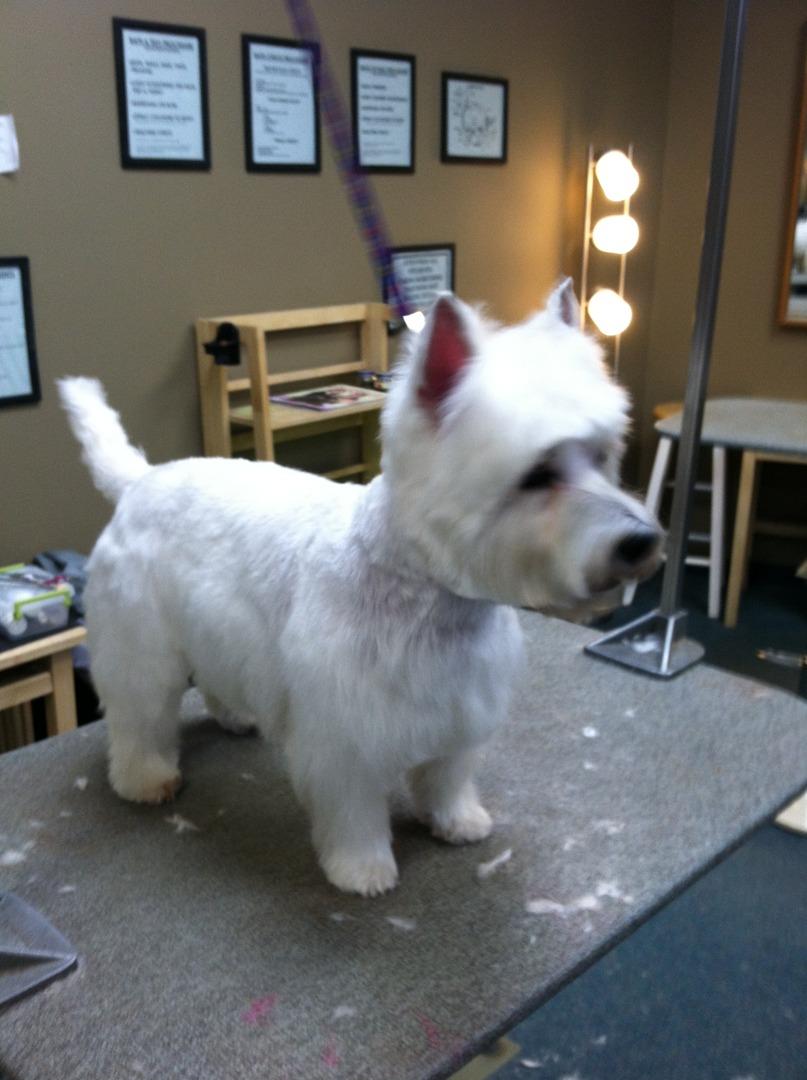 woof woof mobile grooming