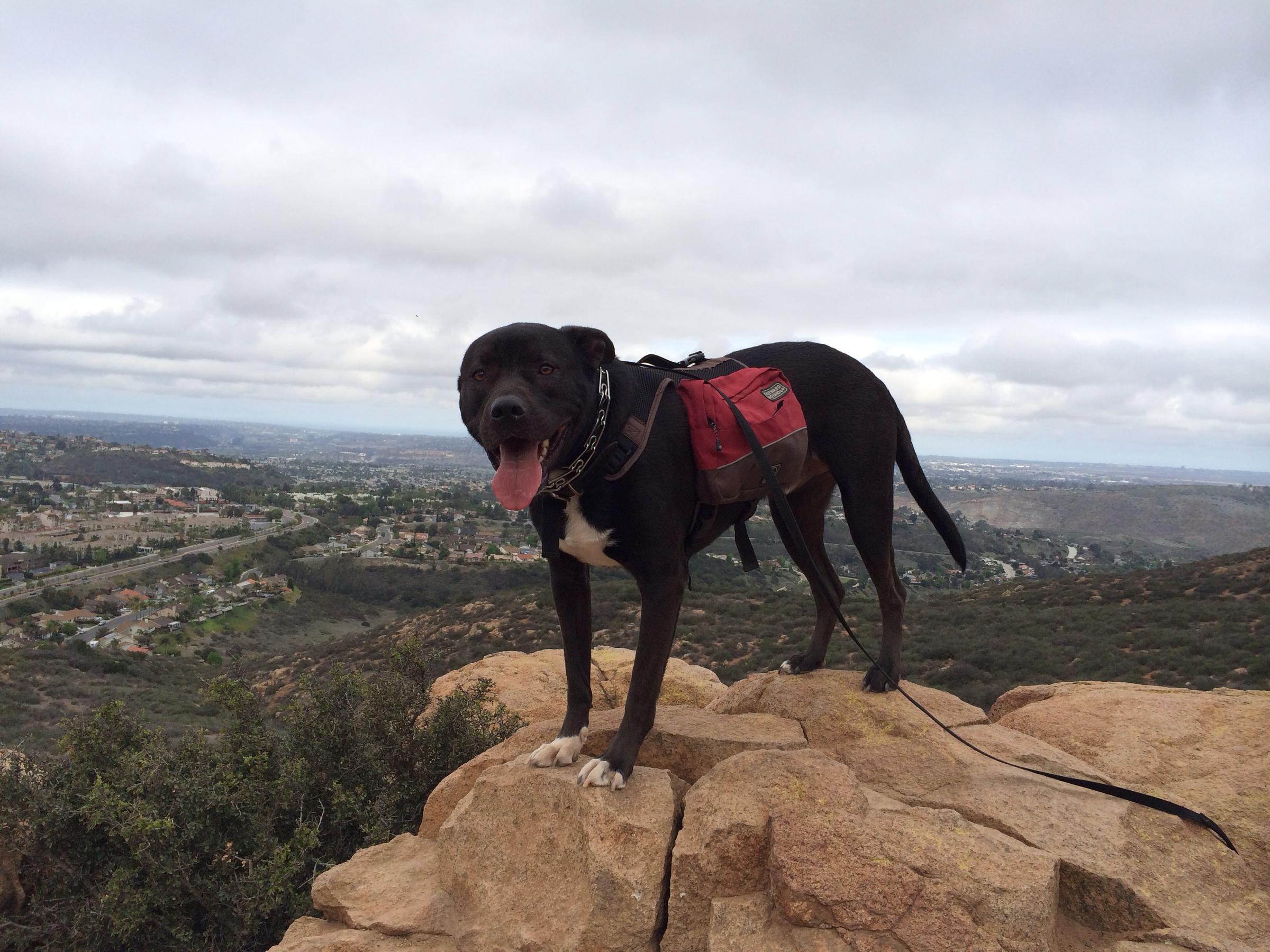 are dogs allowed at cowles mountain