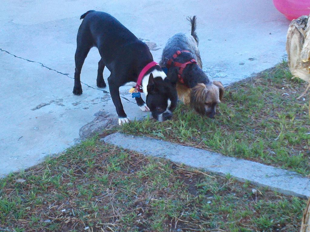 Directory of Doggie Daycare & Boarding in Camp Verde, AZ BringFido