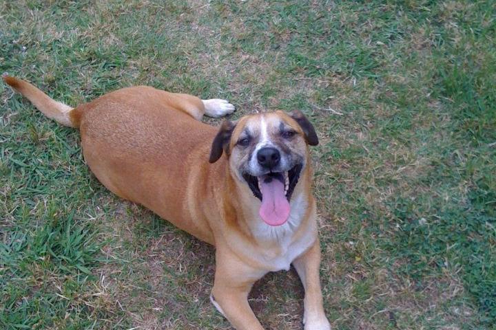 dog friendly hotels downtown huntsville al dog friendly hotels downtown huntsville al