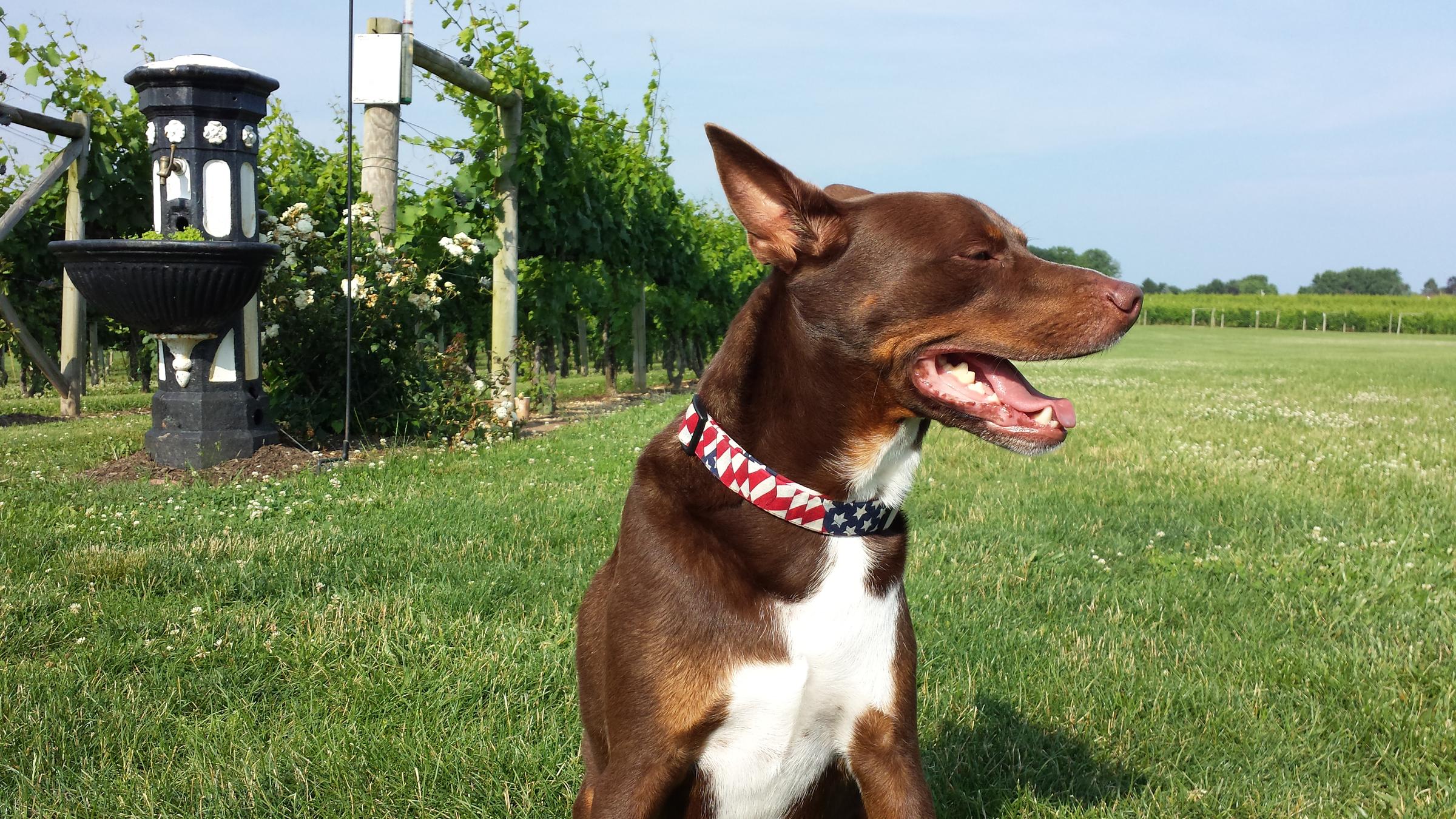 Pet Friendly Working Dog Winery