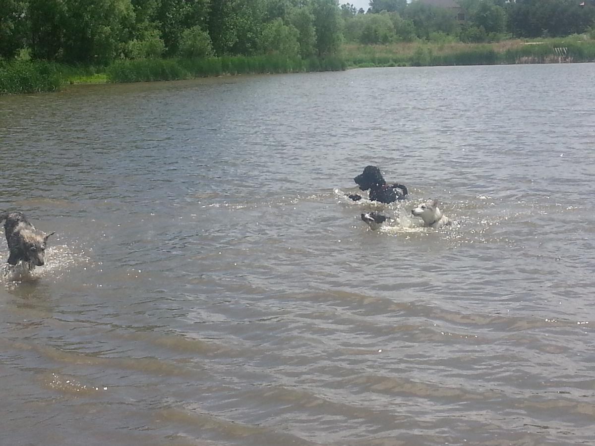 walnut creek off leash