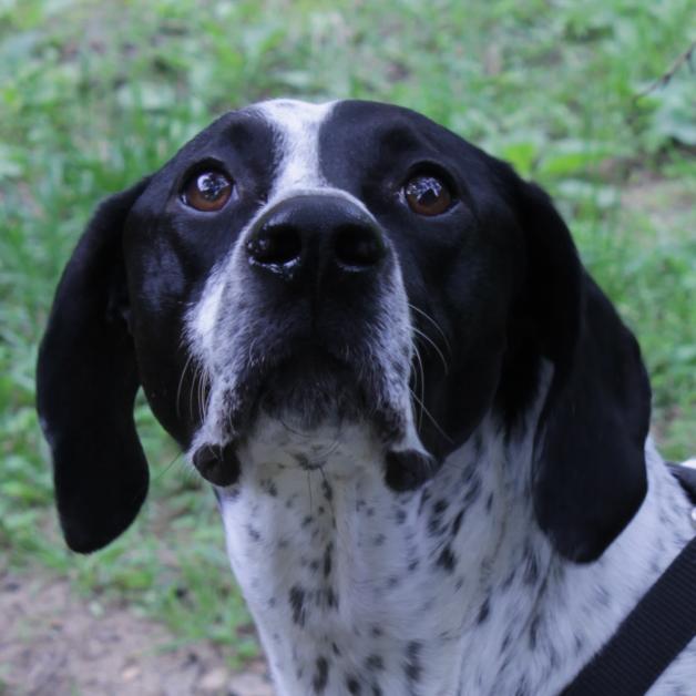 Astoria grooming 2024 holistic pet spa