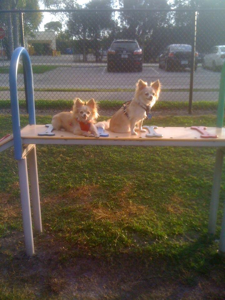 Barkham Dog Park at Markham Park
