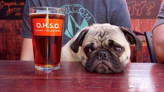 Pet Friendly OHSO Brewery & Distillery