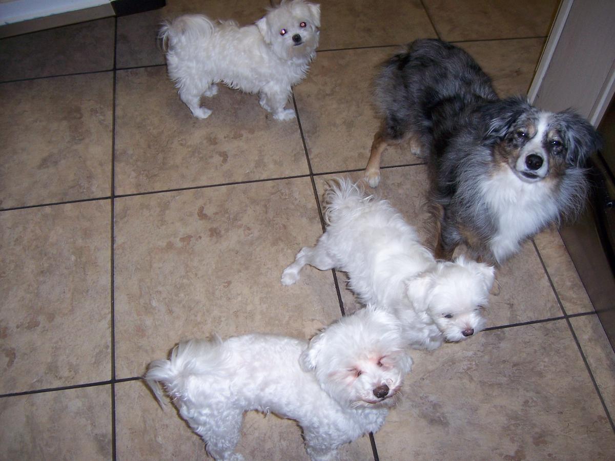 Directory Of Pet Sitters Dog Walkers In Disney World Fl Bringfido