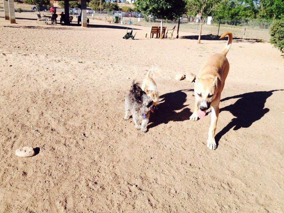 Willowcreek ranch dog outlet boarding