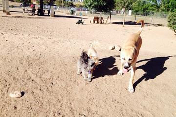 Dog Friendly Activities In Prescott Az Bringfido