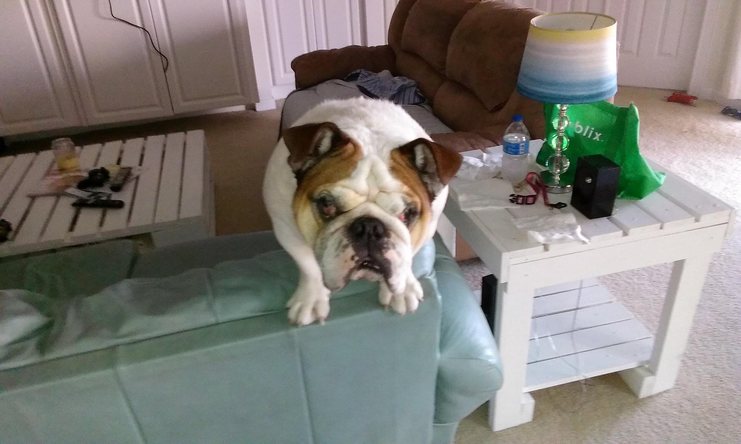 Lovett's Loving Pet & Home Care