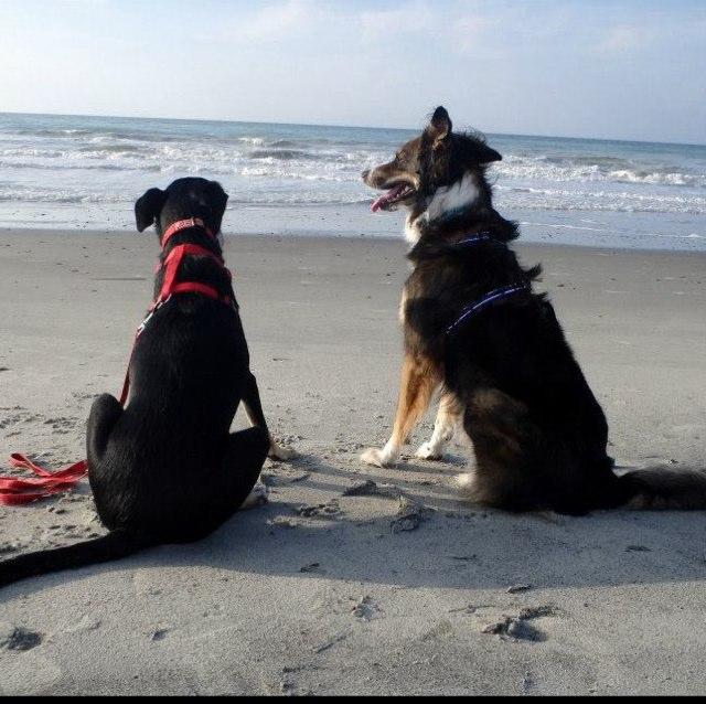 are dogs allowed at folly beach