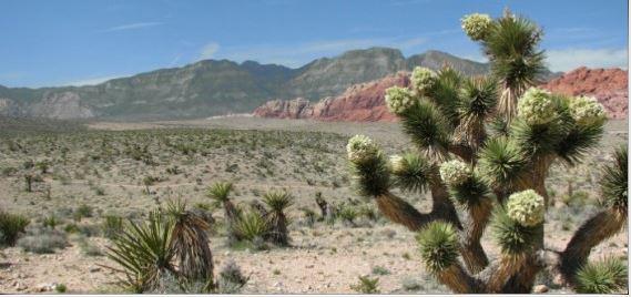 Pet Friendly Red Rock Canyon Campground