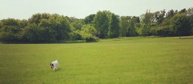 Zeus playing on the 13 acres Zeus playing on the 13 acres