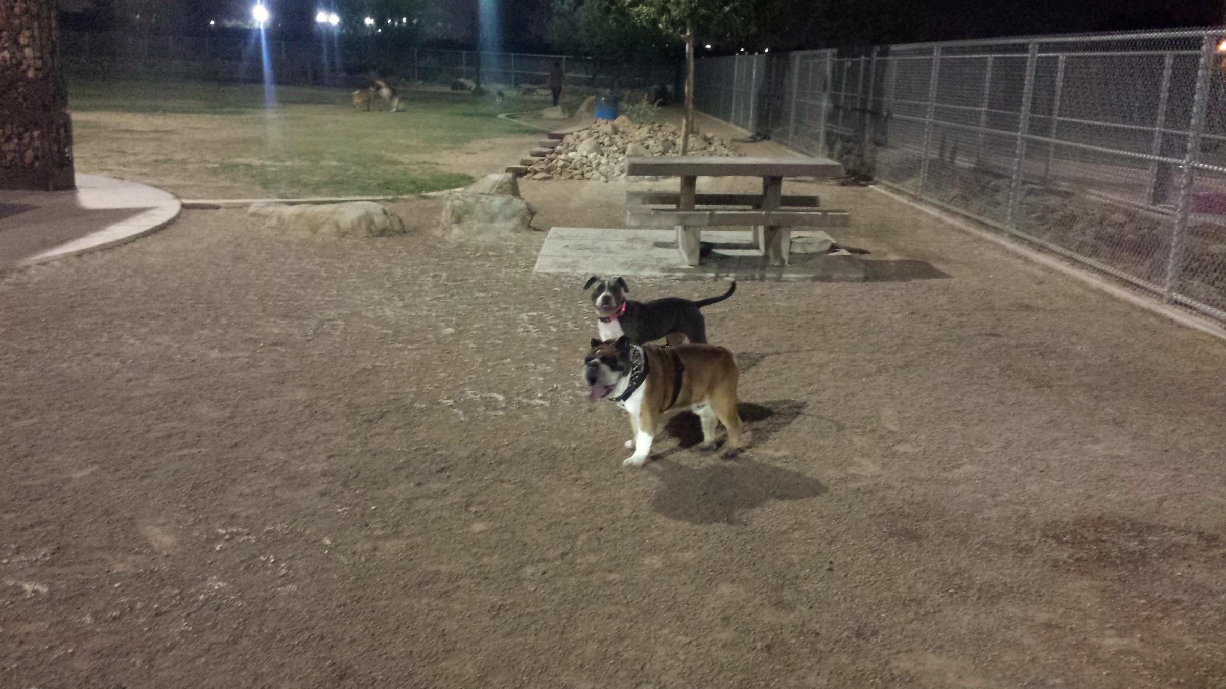Pet Friendly Dog Park at Sunset Park