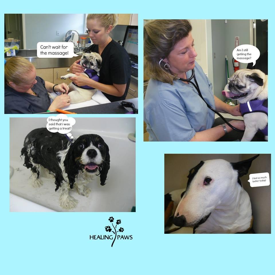 Pet Friendly Healing Paws Veterinary Wellness Center