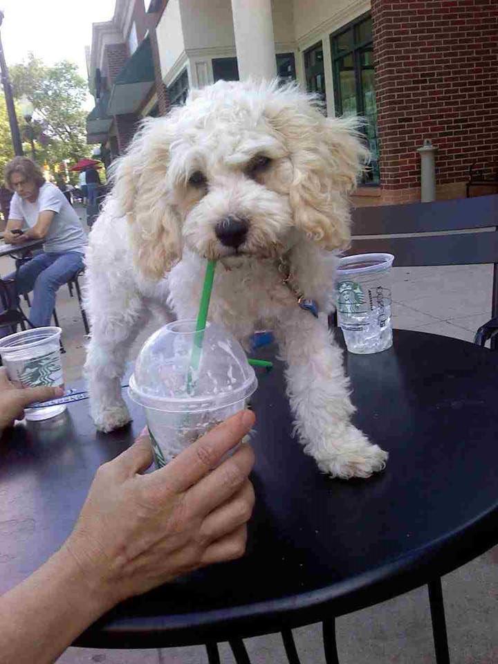 is starbucks dog friendly