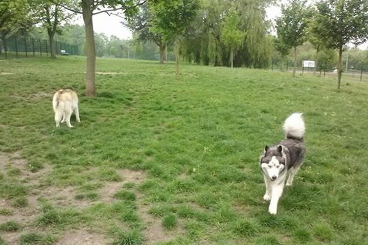 Pet Friendly Hainerberg Dog Park