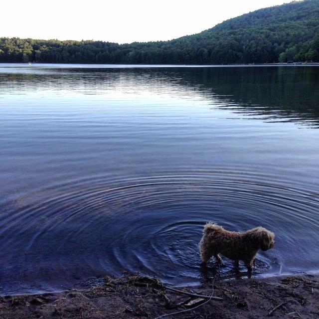 are dogs allowed at moreau state park