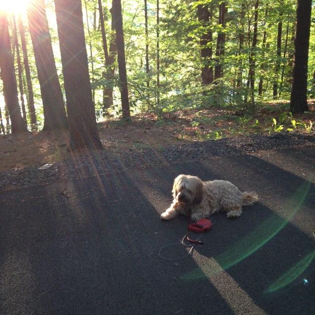 are dogs allowed at moreau state park