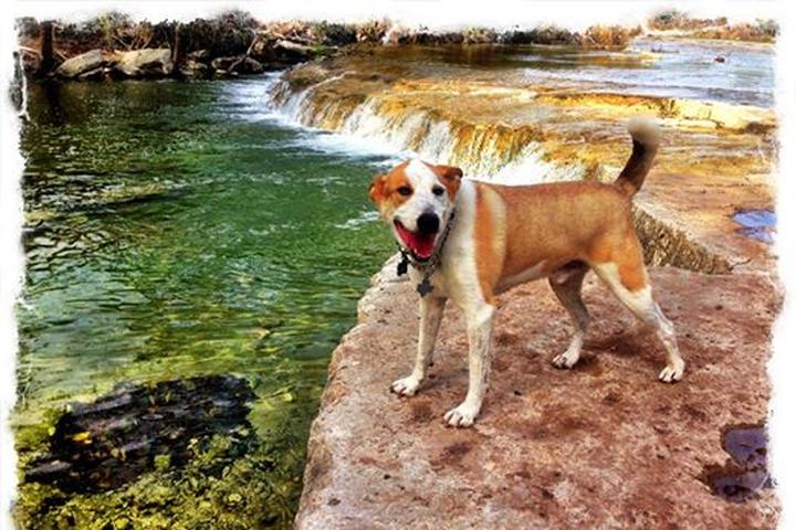 Dog Friendly Hiking Trails In Texas Bring Fido Dog Friendly Hiking Trails In Texas Bring Fido