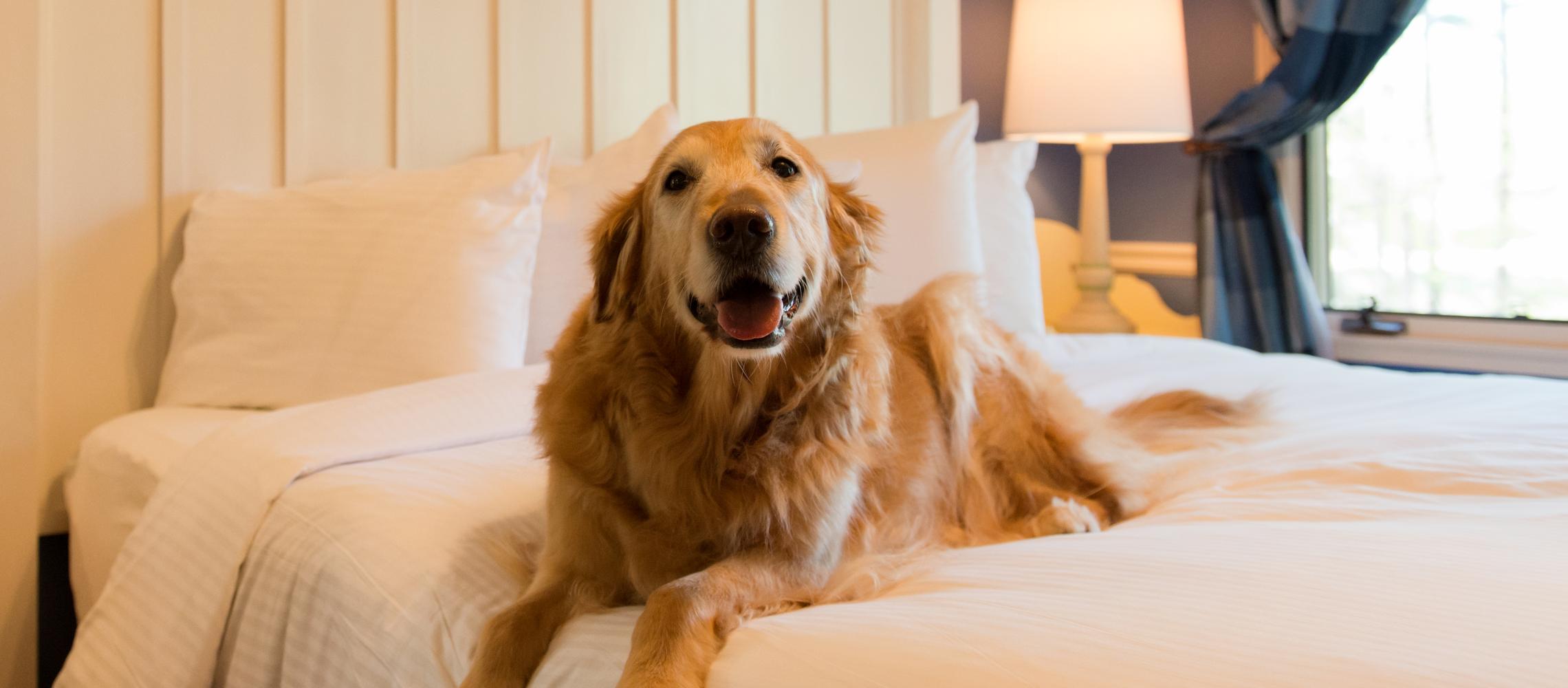 Dog Friendly Buford, GA