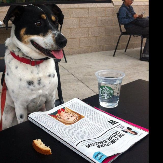 is starbucks dog friendly