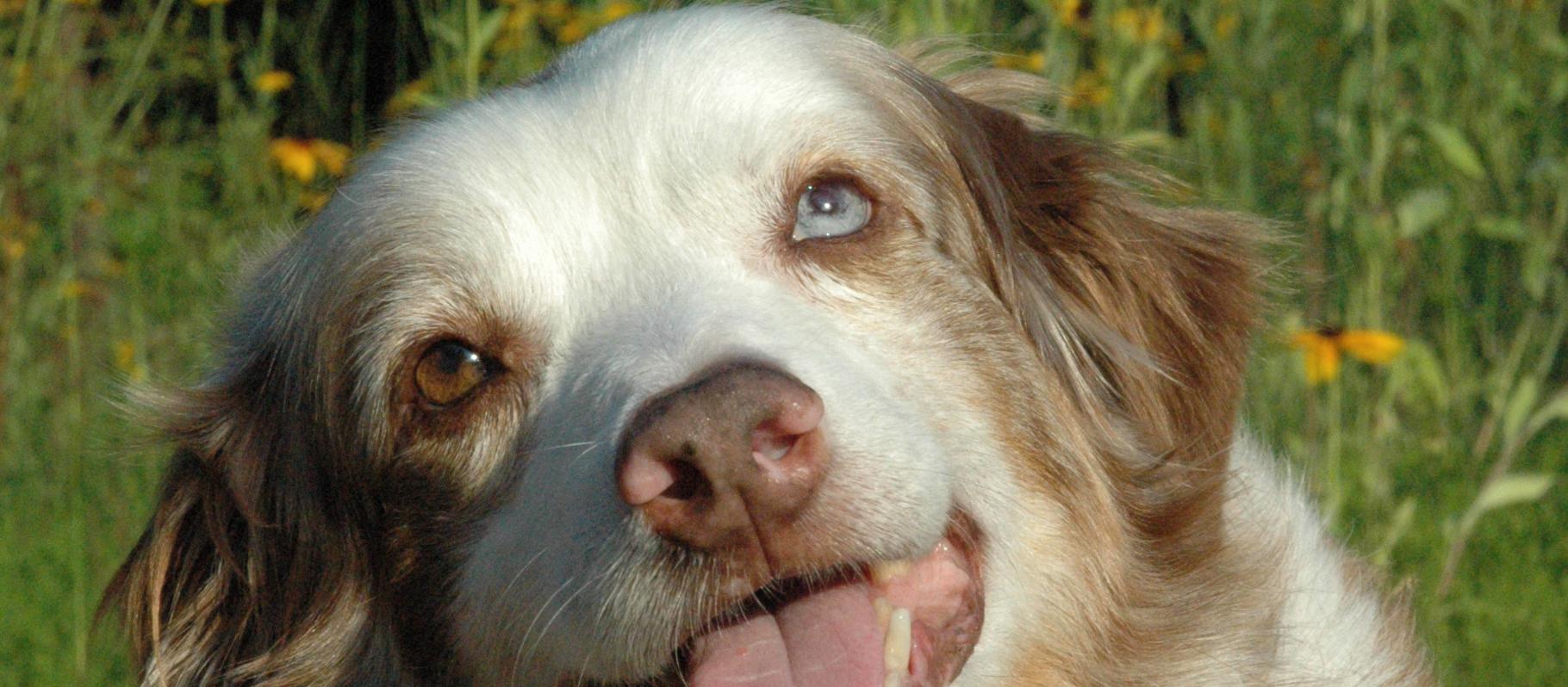 This is Brisbane "Mr. Bubba" Ray. He lived 15 yrs. and he was a great dog! This is Brisbane "Mr. Bubba" Ray. He lived 15 yrs. and he was a great dog!