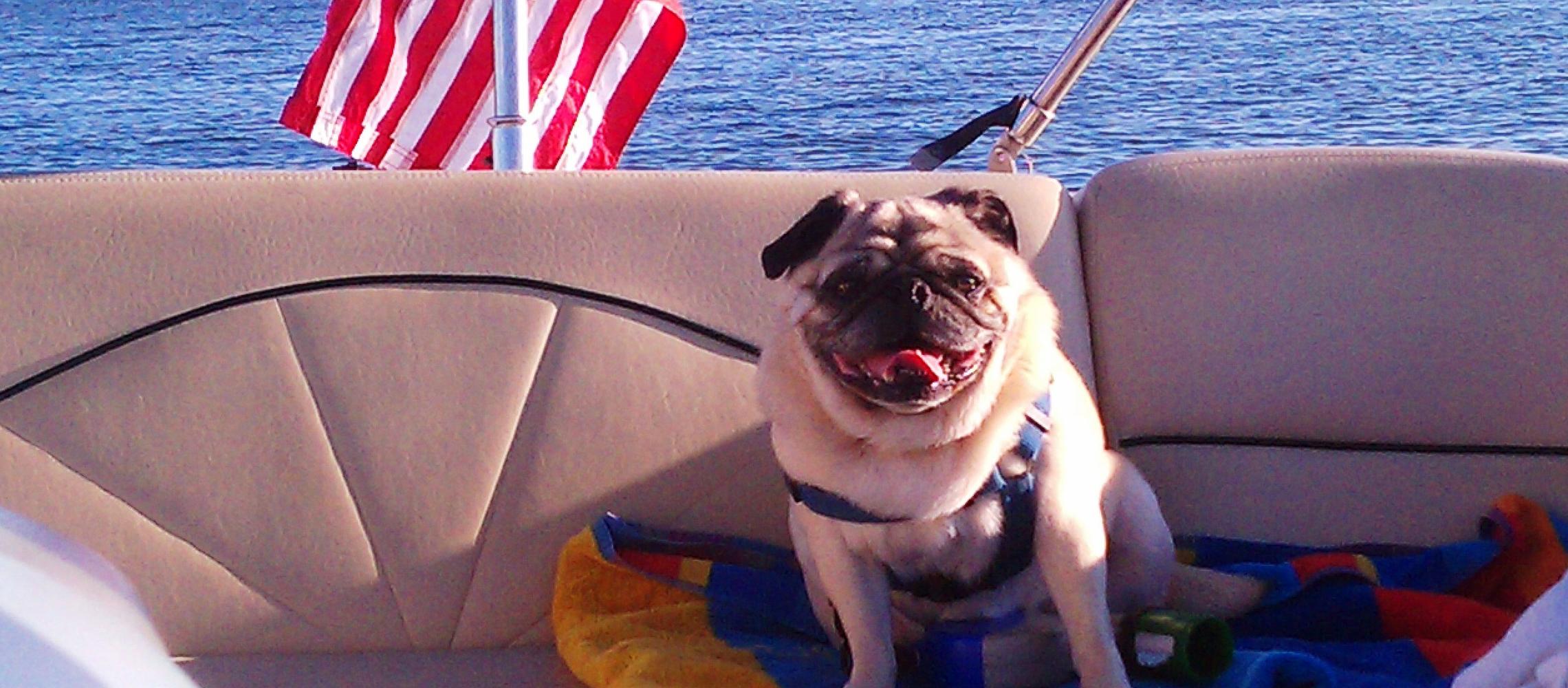 Dog Friendly Norwalk, CT