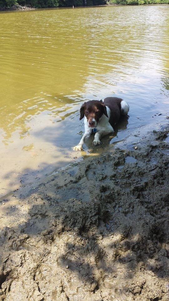 are dogs allowed at lums pond