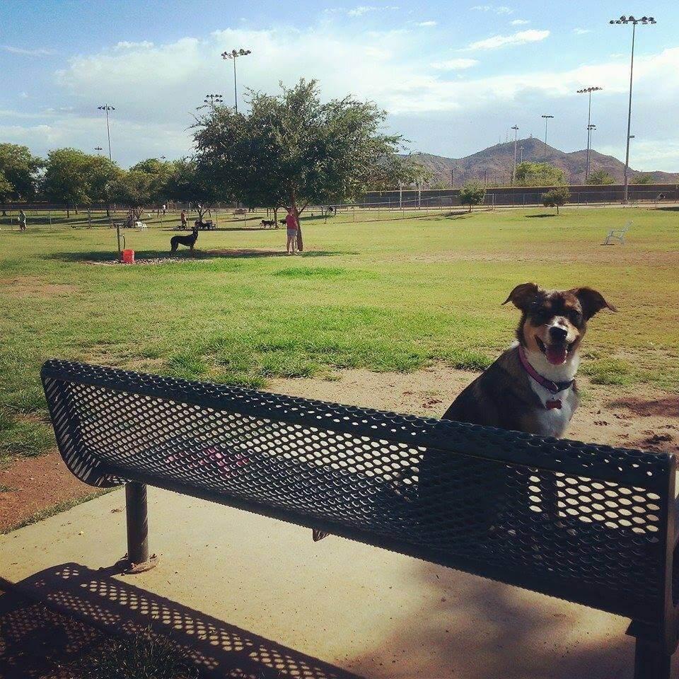 Rose Mofford Sports Complex Dog Park