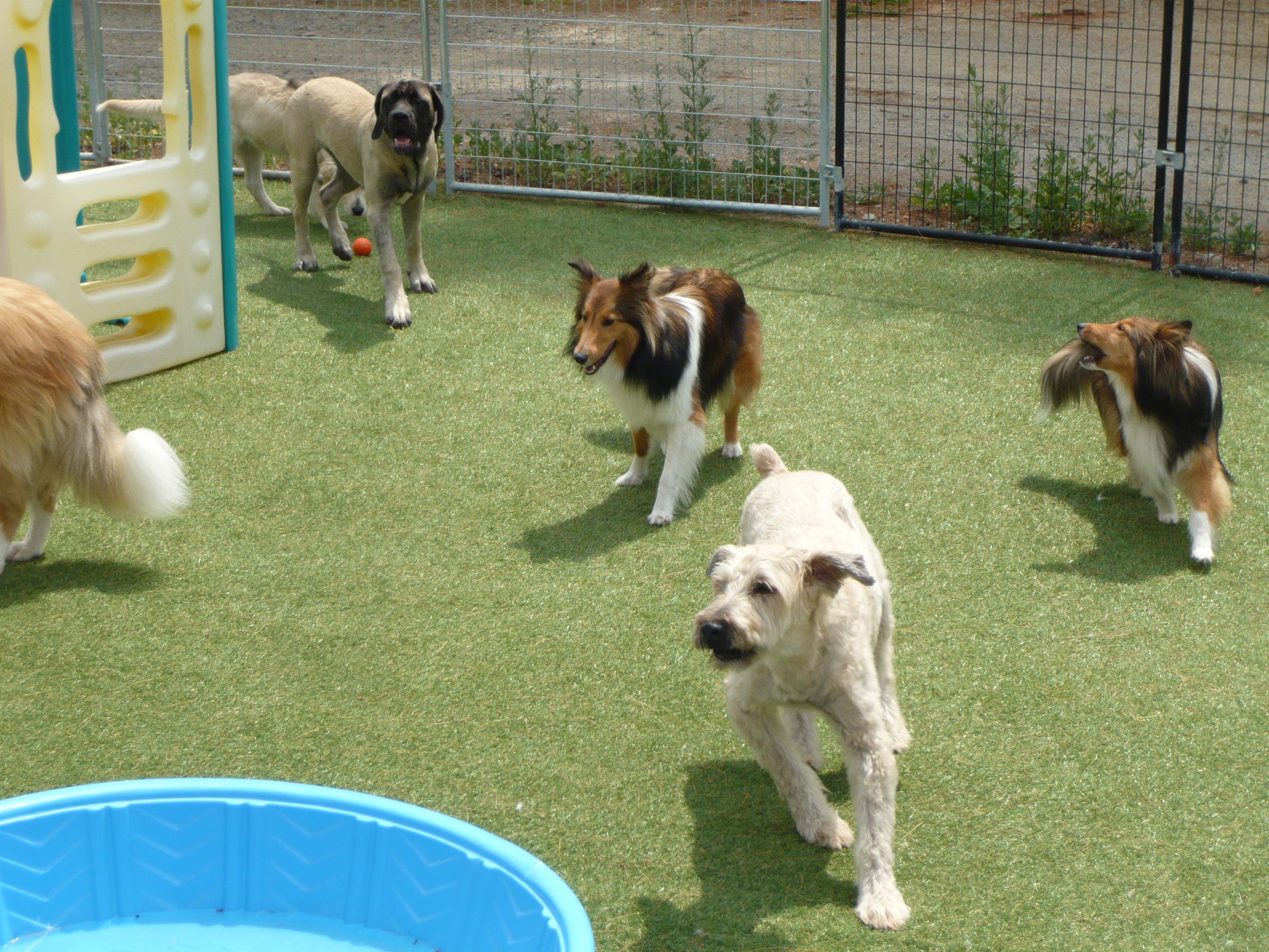 Pet Friendly Romp and Roll Dog Daycare