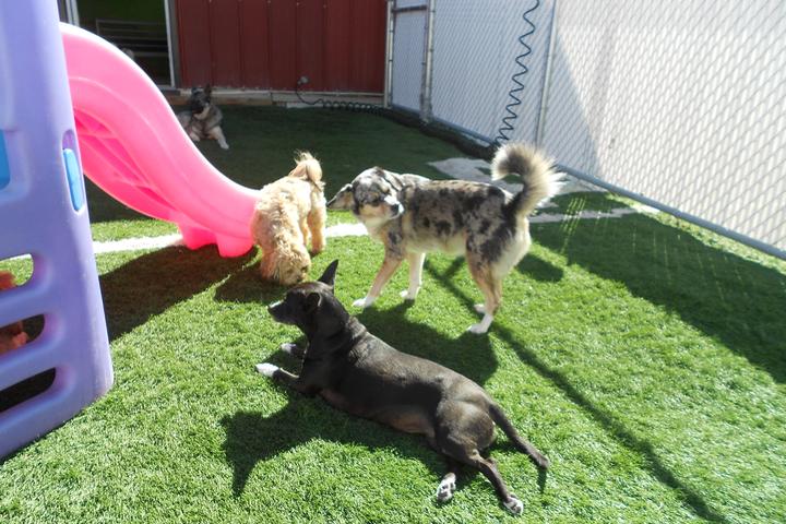 Pet Friendly The Playful Pack Dog Daycare