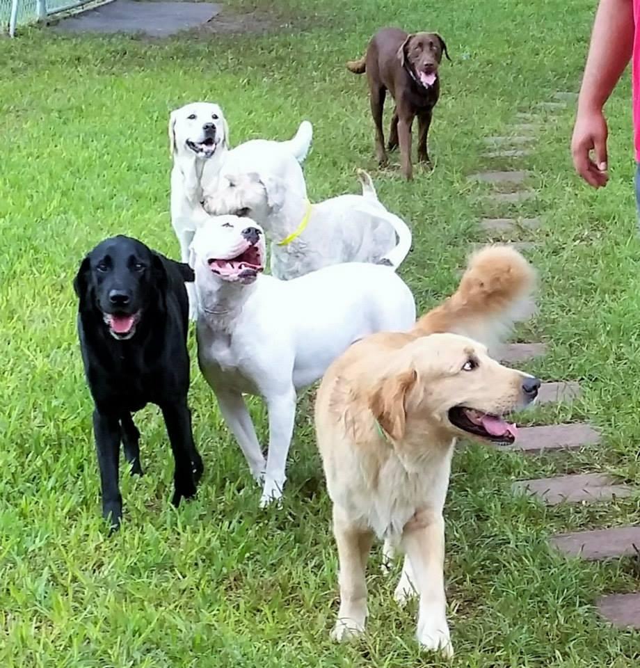 Pet Friendly Dog Dude Ranch of Miami