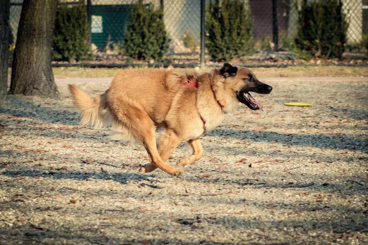 Pet Friendly Brownstown Dog Park