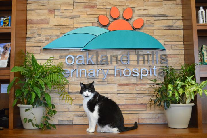 Pet Friendly Oakland Hills Veterinary Hospital