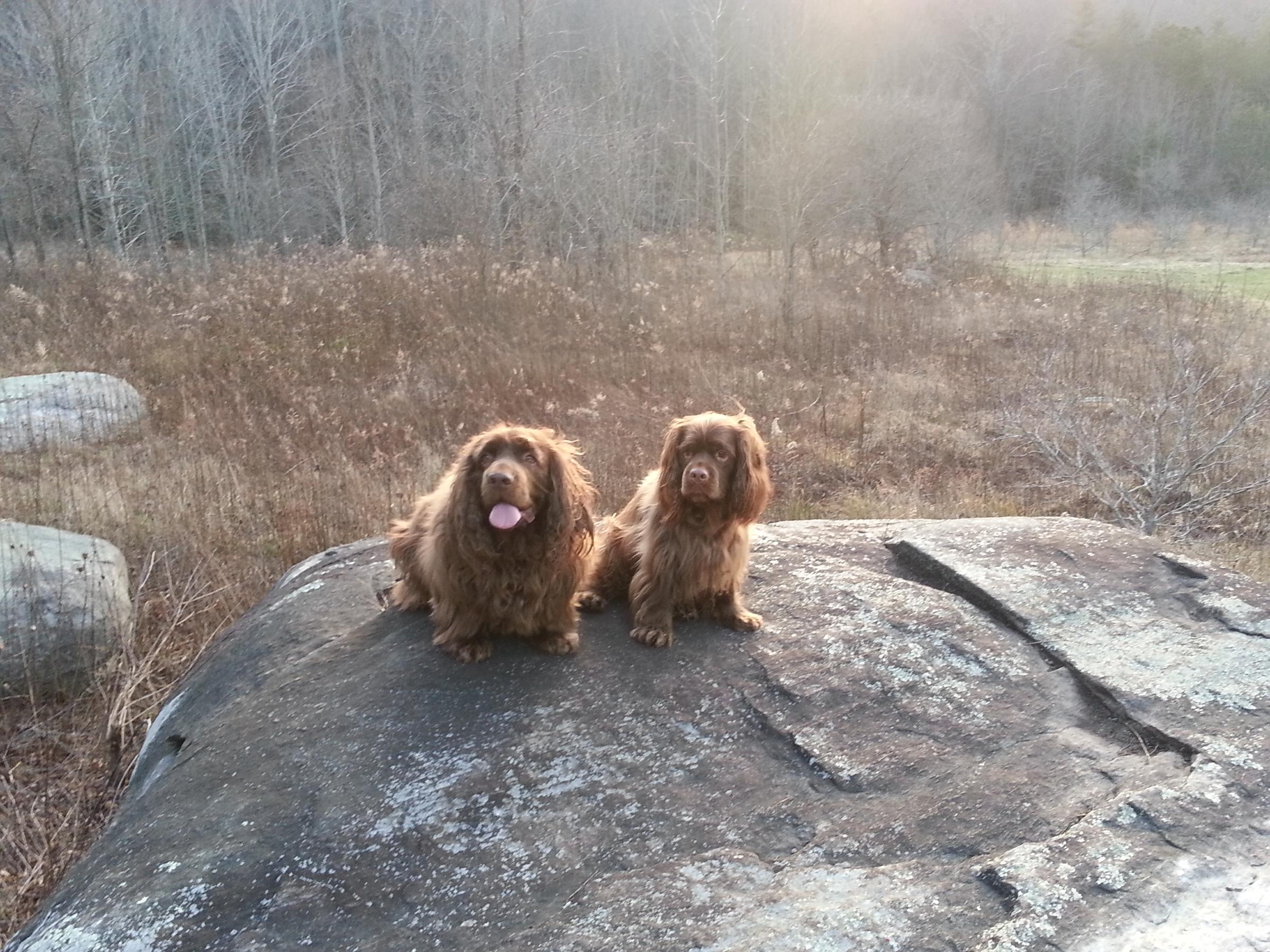 Dog Friendly Mars Hill Nc Bringfido