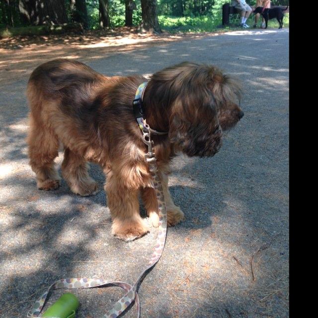 Dog Friendly Nashua, NH