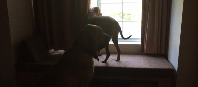 Dog Friendly Sturbridge, MA