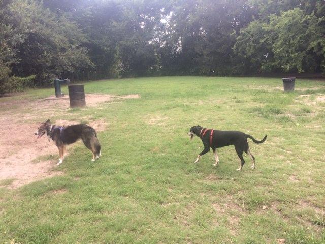 Pet Friendly Hampton Park Dog Run