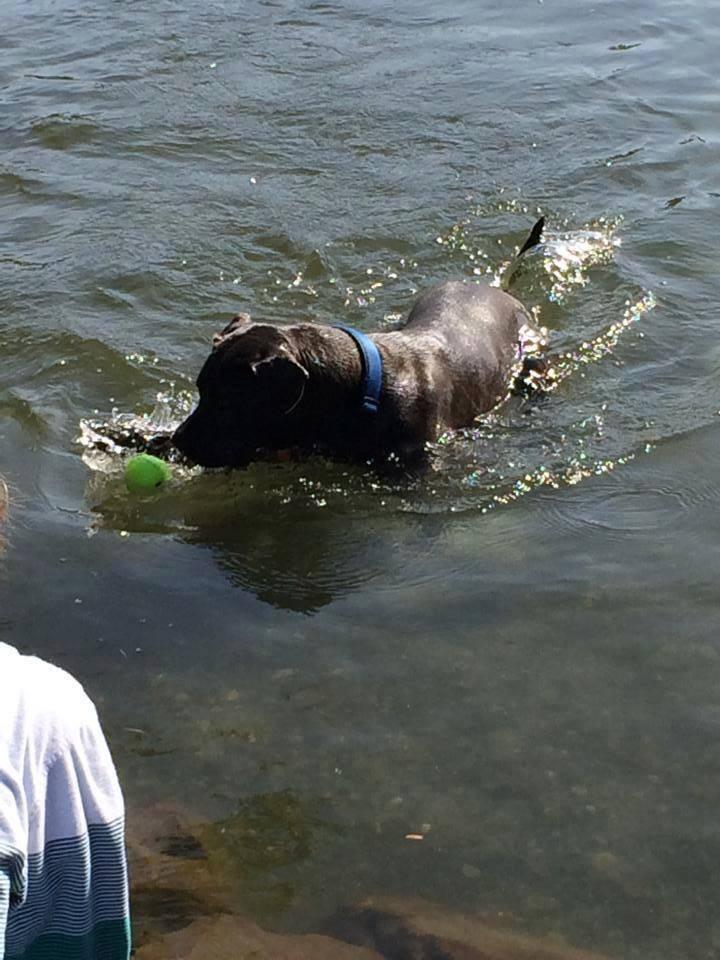 Dog wash best sale marymoor park