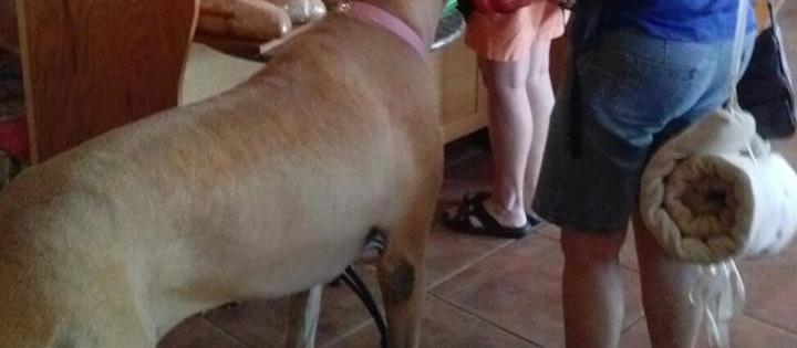 Dog Friendly Englewood Fl Bringfido