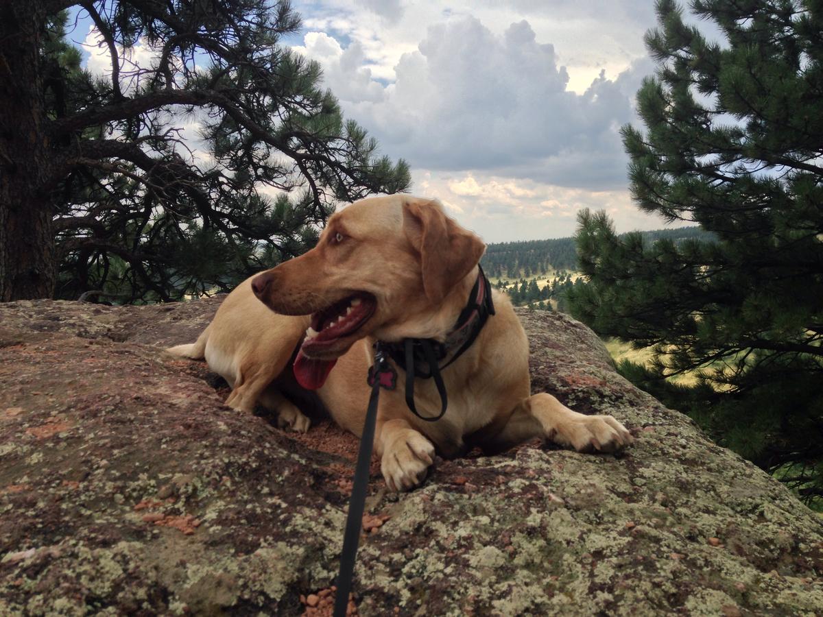 Dog Friendly Boulder, CO