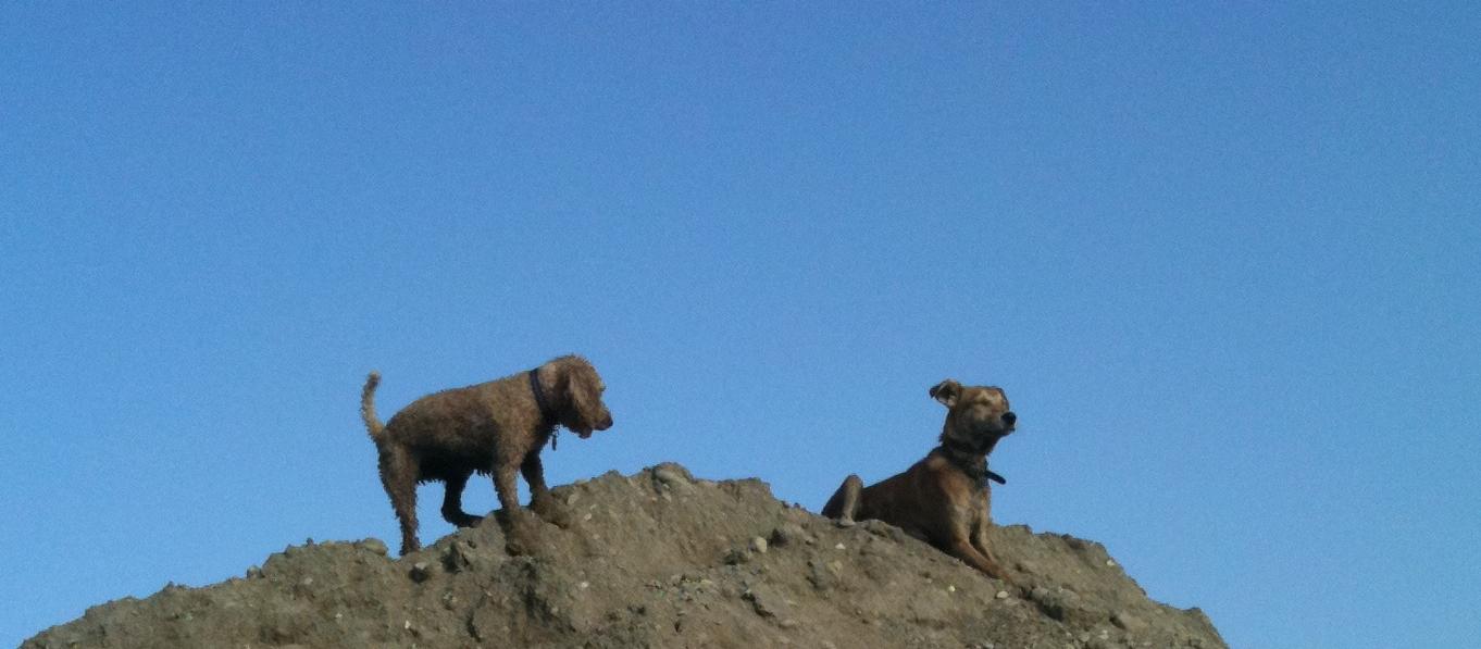 Dog Friendly Oman