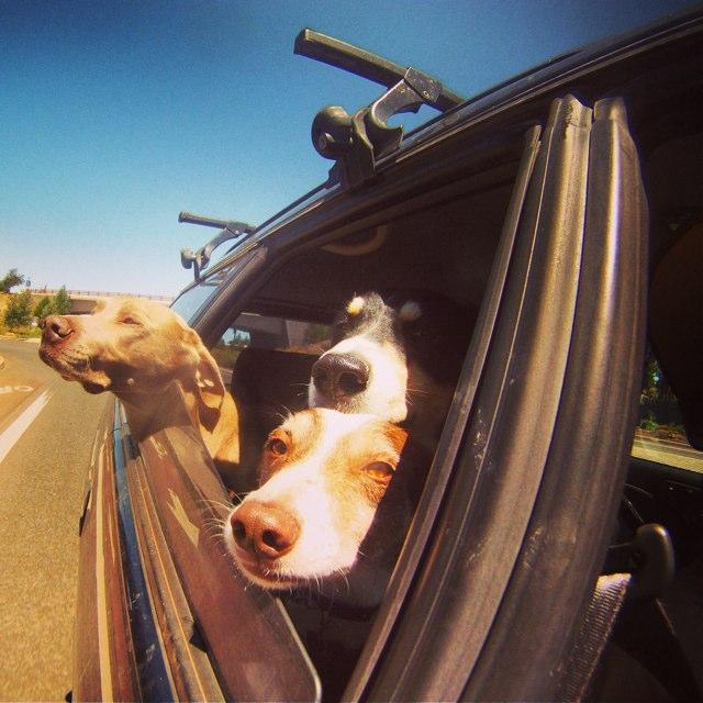 Dog Friendly Bend, OR BringFido