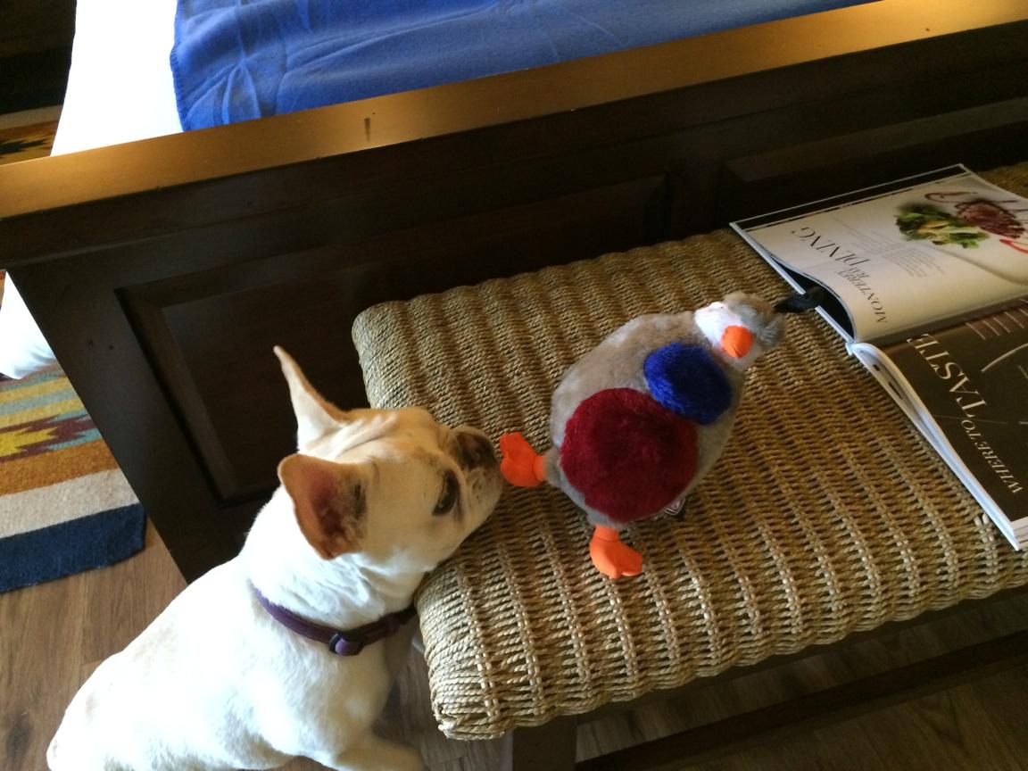 Luna enjoying her toy from Quail Lodge Resort & Golf Club