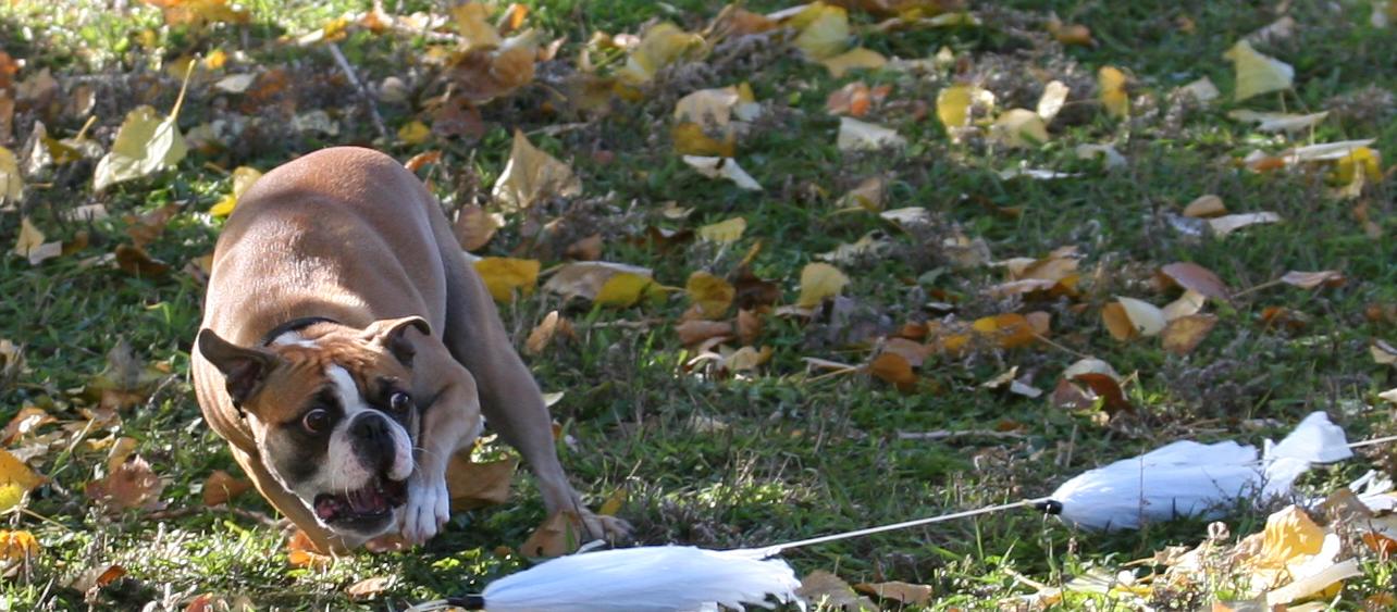 Hurcules chasing the lure Hurcules chasing the lure