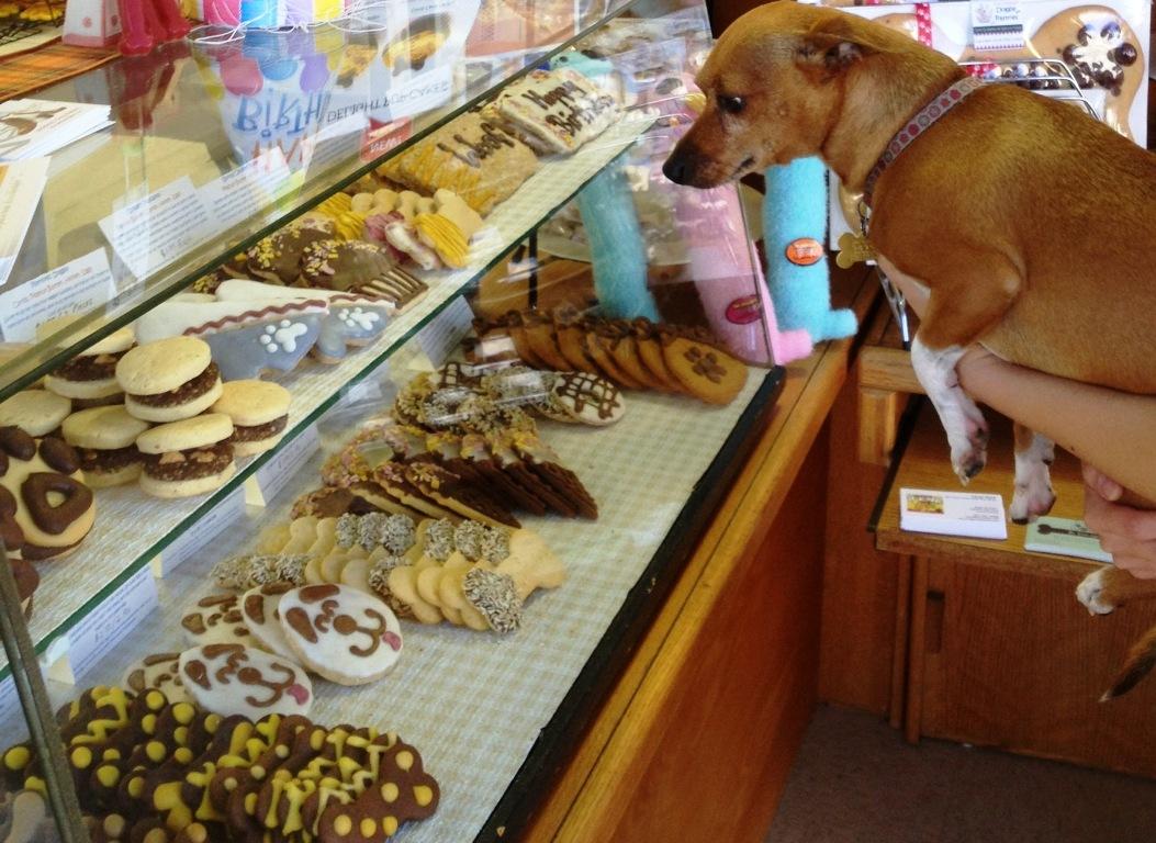 Jackboy s Dog Bakery