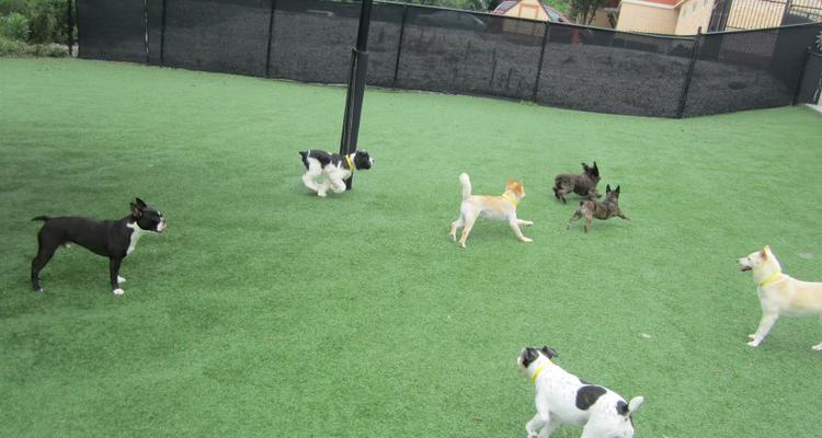 Pampered Pets Inn