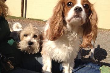 Dog Boarding In Tennessee 15 Top Providers Pooch Harmony